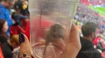 فأر يقتحم مدرجات الجماهير.. فضيحة جديدة تهز أولد ترافورد ومانشستر في مأزق 1